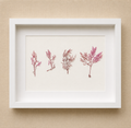 Blush Series